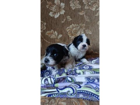 Morkie yavrular