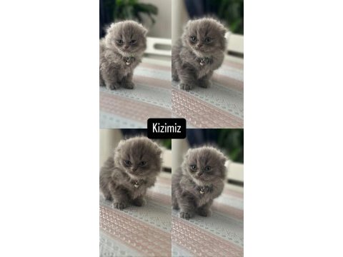 Kedilerim yeni sahiplerini bekliyorlar