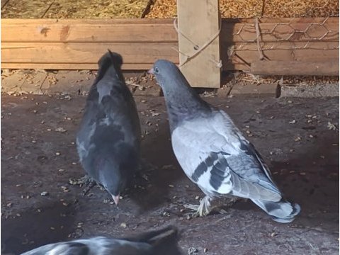 2 adet yavru kızması güvercin