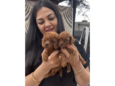 Kilo garantili aşılı toy poodle yavrularım