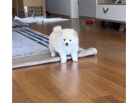 2 aylık beyaz yavru pomeranian