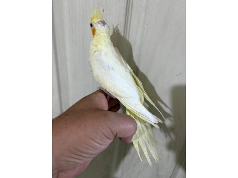 53 günlük evcil lutino bebek sultan papağanı