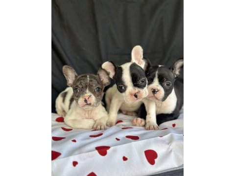 Fransız bulldog yavrularımız