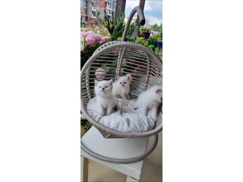 19 mayıs doğumlu british shorthair bebekler