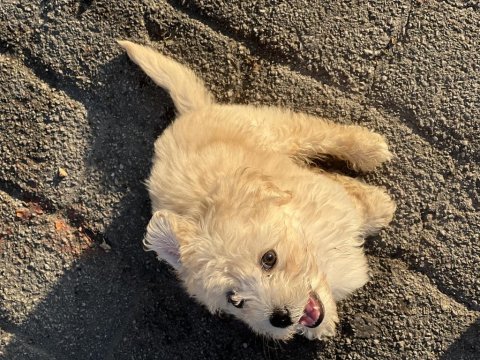 3 aylık tatlı oğlumuz maltese