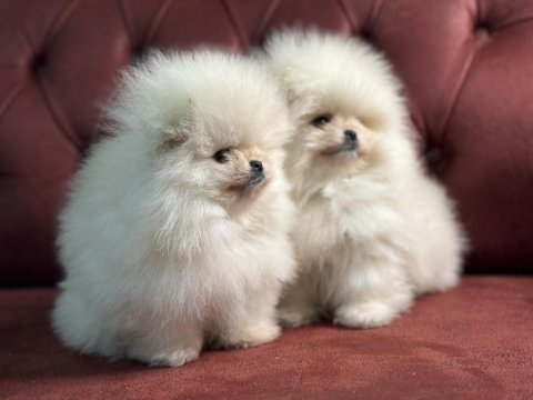 Ankaranın en seçkin pomeranian boo yavrular