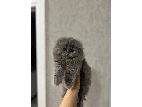 Scottish fold longhair yavrularımız 