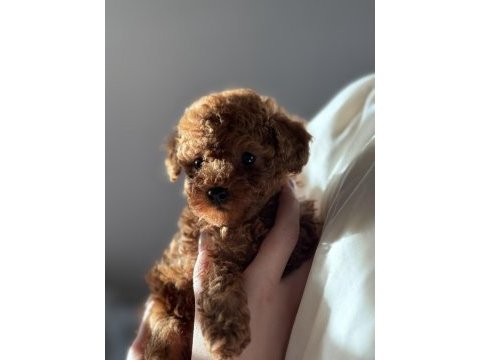 Minik boyut toy poodle 