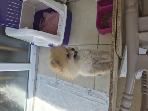 Pomeranian 2 aylık