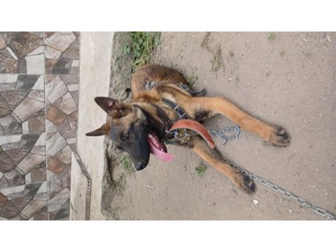 4 aylık dişi belçika malinois