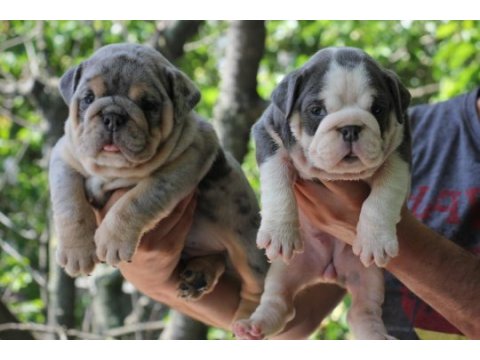 Sitenin en renkli en mütevazi ingiliz bulldogları