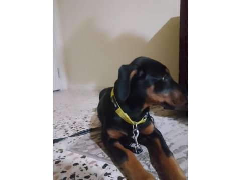 Saf doberman yavrusu