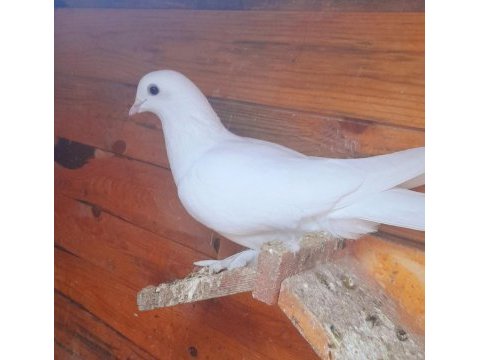 Beyaz dişi tek sorunsuz güvercin 81 ile gönderim