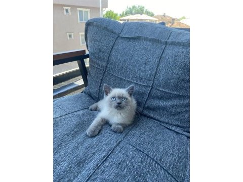 British shorthair blue point bebekler