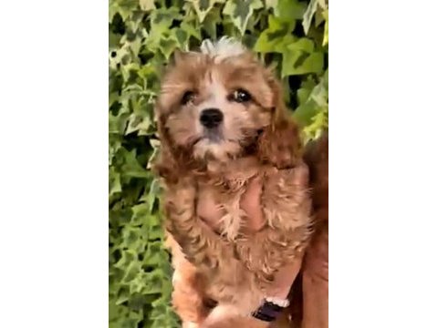 Maltipoo yavrularımda son nokta