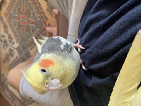 Erkek sultan papağanı