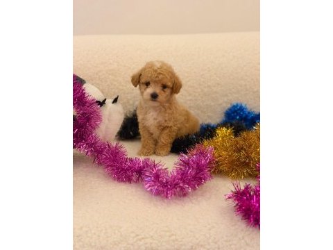 Sağlık ve ırk garantili maltipoo yavru