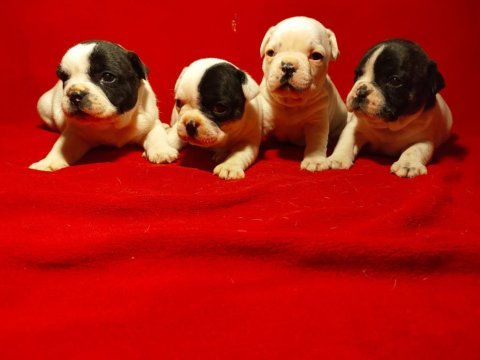 Sevimli ve oyuncu french bulldog yavrular