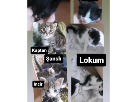 Smokin kedim 6 tane doğurdu