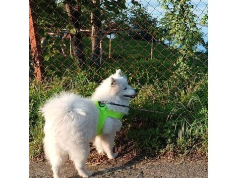6 aylık erkek japon spitz