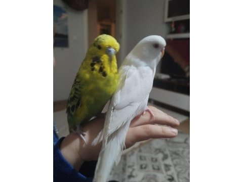 Albino ve jumbo muhabbet kuşlar