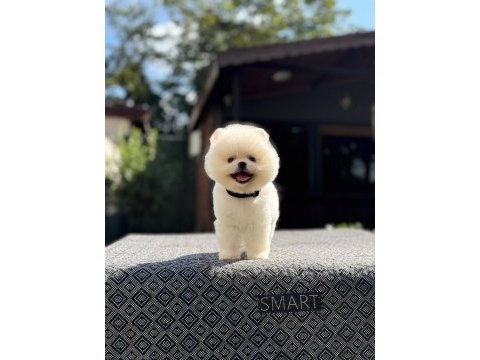 Royal pomeranian boo