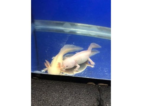 25 cm damızlık çift aksolotl