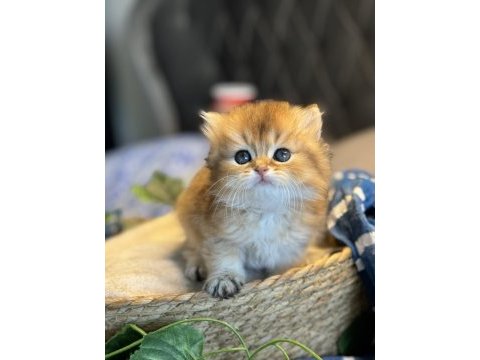 Dünyanın en güzel british longhair kedisi