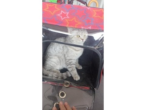 1 yaşında sahibinden british longhair