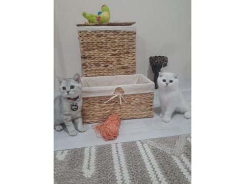British shorthair tabby