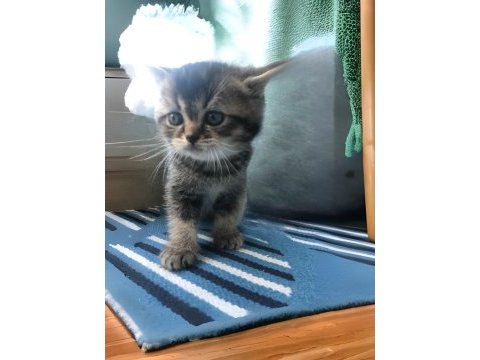 2 aylık british shorthair