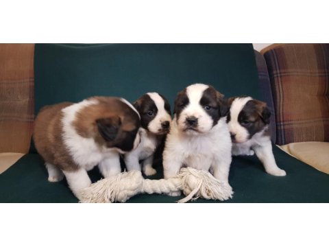 Dev st bernard miniklerimiz