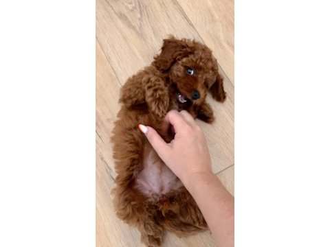 Dişi toy poodle sahiplendirme (ücretli)