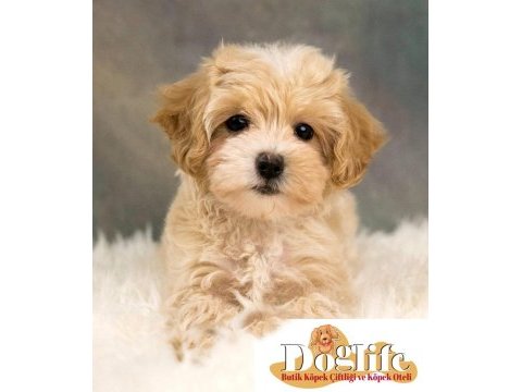 Sağlık ve ırk garantili maltipoo