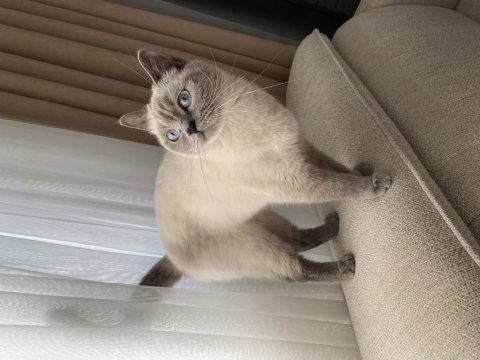 British shorthair bluepoint dişi