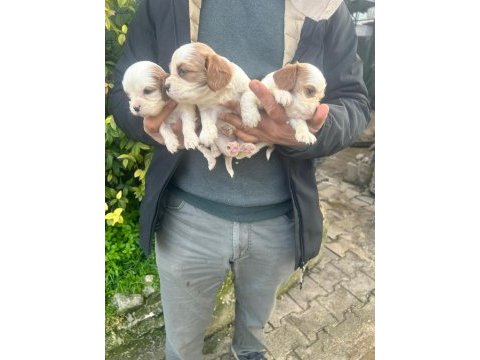 Irk sağlık garantili cavalier king charles bebek köpekleri