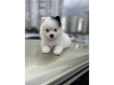 A kalite pomeranian boo bebekler