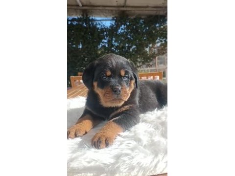 Kif a scrli rottweiler yavruları