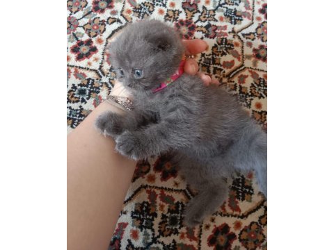 Scottish fold iki aylık kuru mama geçti kum eğitimi tam