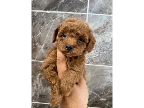 Orjinal toy poodle