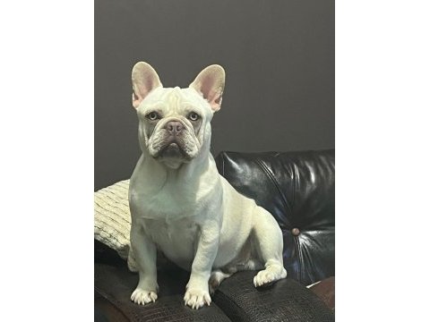 Anatomi harikası lilactan platinum french bulldog