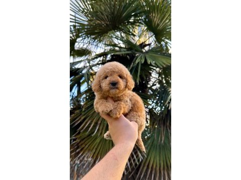 Toy poodle köpeğimiz yeni yuvasına hazır