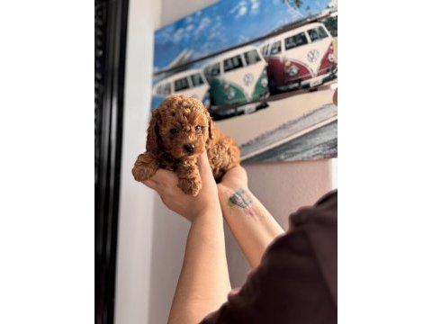 Toy poodle 50 günlük