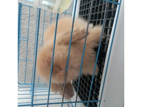 Lop tavşanlarımız sahiplerini bekliyor