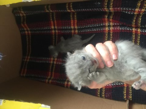 Scottish fold yavrular