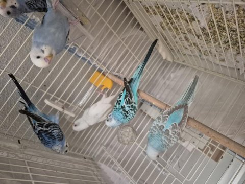 1 aylık yavru kuşlar ele kola alıştırmalık