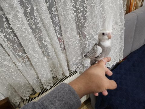 Yavru sultan papağanlar