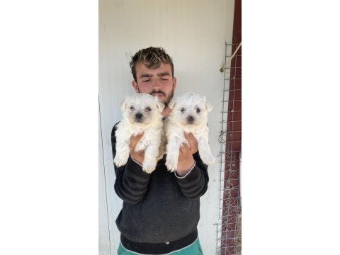 0 numara beyaz maltese terrier yavrular