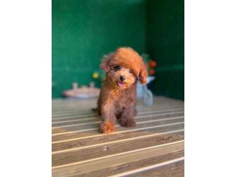 Toy poodle bebekler referans yavrular
