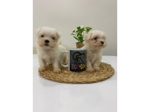 Muhteşem teacup maltese bebekler